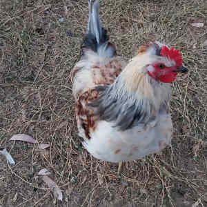 Free Rooster