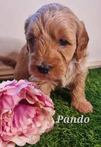 Toy CAVOODLE 🧡 Puppies - REGISTERED BREEDER