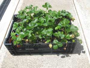 HEALTHY POTTED STRAWBERRY RUNNERS