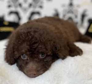 Mini chocolate poodle