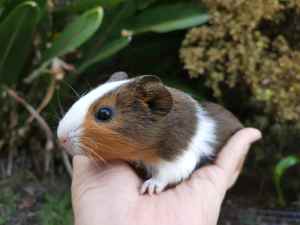 Peruvian, abysbassian, American guinea pig
