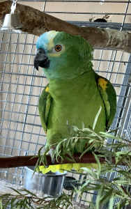 Blue Fronted Amazon Parrot (Male)
