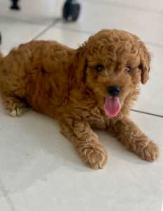 Ready today-baby boy Cavoodle puppy