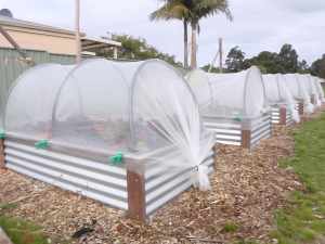 Beautiful raised garden beds with covers against bugs