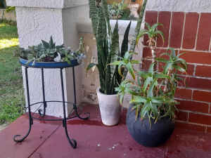 3 pot plants available 
