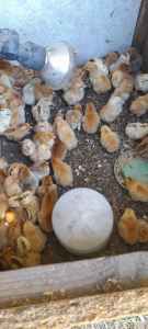 Chickens day old to layers 