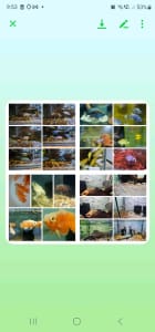 Aquarium fish cichlids guppies catfish mollys swordtails platys bettas