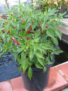Potted hot chili plants, buy 10 get 1 free