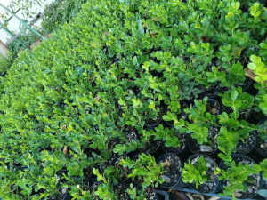Japanese box hedging outdoor plants ( Read description)