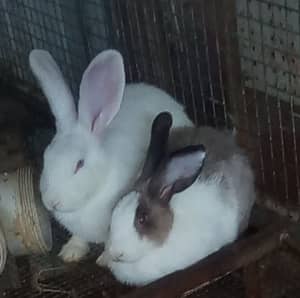 Rabbits ,Flemish,NZ xs girls ready to breed and young girls and boys 