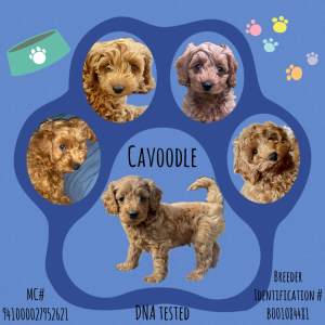 Cavoodle Puppy. DNA Clear, Vet Checked, Puppy Curriculum Completed 