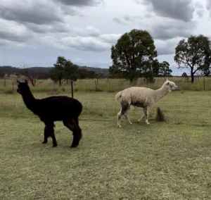 Alpacas 1 entire male and 2 wethered