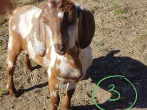 Mini Anglo-nubian cross goats for sale