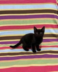 Cute Black Rescue Kitten