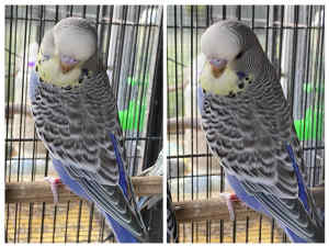 Young Budgie - White Cap Violet he’ll make great pet or future breeder
