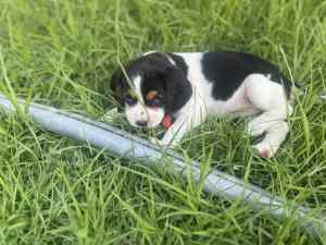 Beaglier puppies, one girl left 