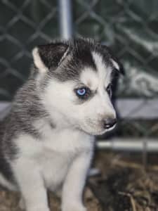 Siberian husky puppies Last Boy left 🥰