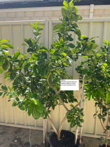 Lemon Trees Eureka approx 3-4 years old 5 trees from $125 to $250