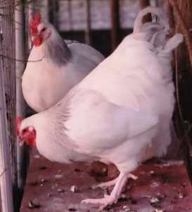 Coronation Sussexs Fertile Hatching Eggs.