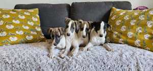 Stunning Pure Bred Whippet puppies