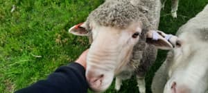 Pole Merino (Ram, Ewes, Ewes w Lambs) 16.8micron (Twin genetics)