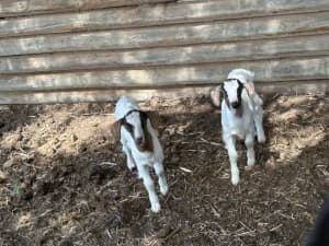 8 week old goats for sale