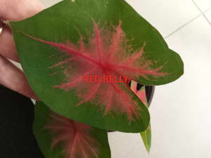Assortment of caladiums and other plants starting from $5