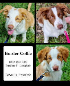 Pure Longhair Border Collie Pups