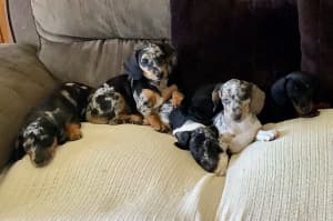 Gorgeous mini Dachshund puppies for sale