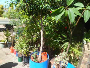 Ficus tree in large planter tub , 2.5 mts high