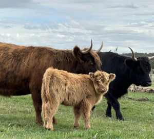Pure Highland Heifers