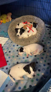Pure breed Jack Russell puppies