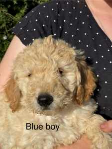 Miniature Groodle Puppies For Sale (Approx. 10-12kg fully grown)