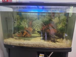 Fish aquarium $500 incl fish 