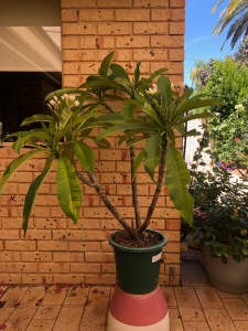 Frangipani white 110cm tall 6 flowering tips $15