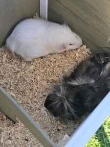 Guinea Pigs and house, bedding, food