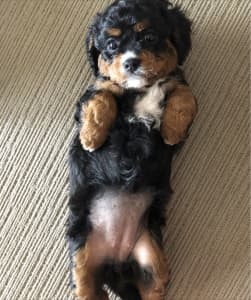 Cavoodle F3 or 3rd Generation/ multigenerational PUPS 100% DNA CLEAR.