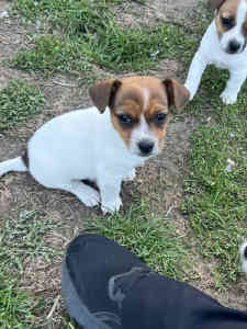 Puppy jack Russell