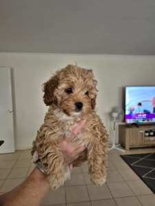 🐶🏠🐾toy cavoodle ON HOLD. REGISTER UR INTEREST FOR THE NXT LITTER 