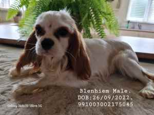 Cavalier King Charles Spaniel male teenagers available