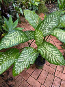 Dieffenbachia or Dump Cane & Chinese Evergreen in pots. From. $4