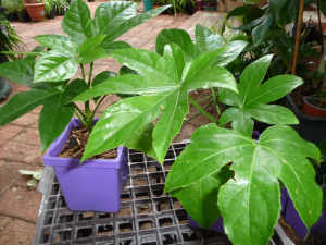 Aralia plants / fatsia japonica, attractive easy-going shade plant