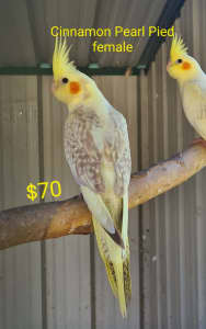 Baby Cockatiels aviary raised & hand raised. from $70