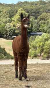 Charlie the Alpacca pending 10/5