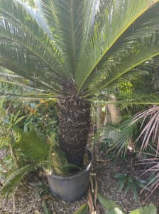 Cycad large In a pot