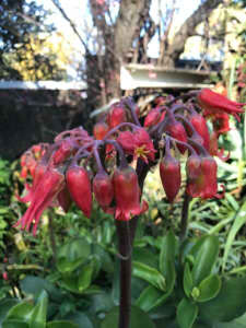 Succulent Cotyledon macrantha