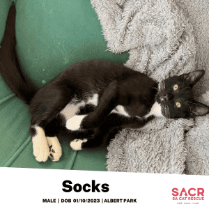 Available for Adoption - Socks!