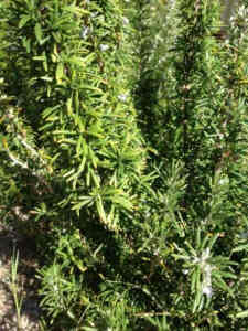 Huge established Rosemary plants