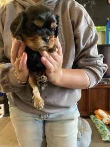 DNA Cleared Purebred Cavalier Puppies