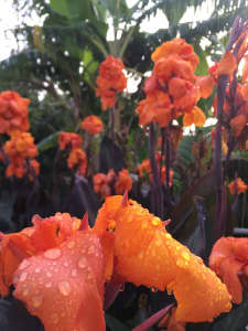 Red and orange Canna Lily root winter sale
